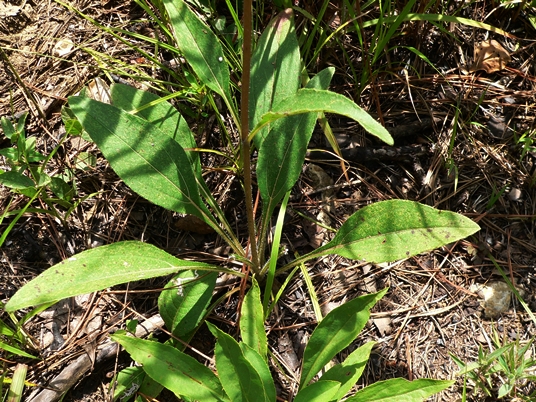 {Helianthus occidentalis}